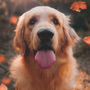 imagen de perro 